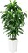 5ft Artificial Dracaena Tree – Faux Yucca with White Tall Planter for Home & Office Decor, Perfect for Housewarming